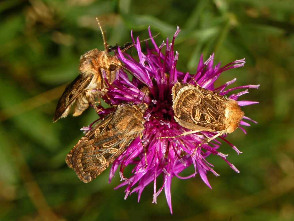 Chersotis alpestris?